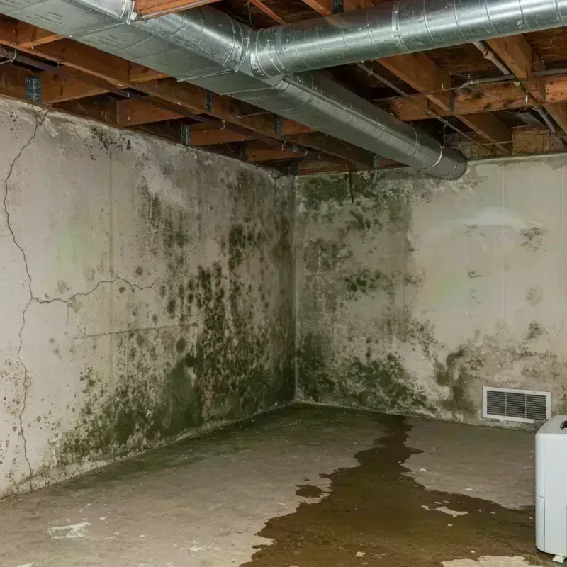 Professional Mold Removal in La Selva Beach, CA